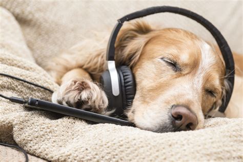 can dogs understand music? How does the music affect their behavior?